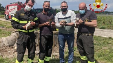 Salvataggio Cuccioli Valeggio