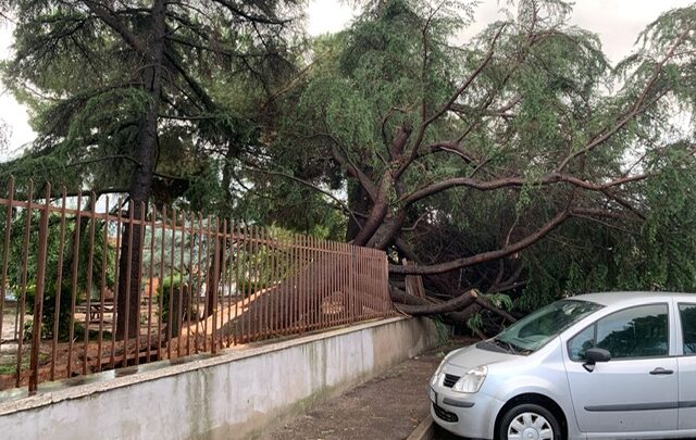 Il cedro del Libano caduto sulla recinzione della scuola primaria Caliari di Verona