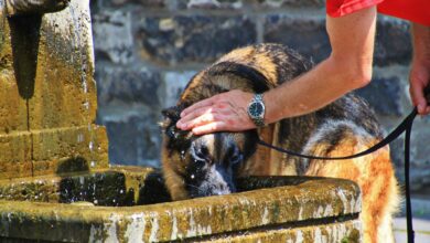 Un cane che si abbevera in una fontana