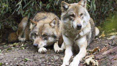 Due esemplari di lupo, specie protetta in Italia dal 1971