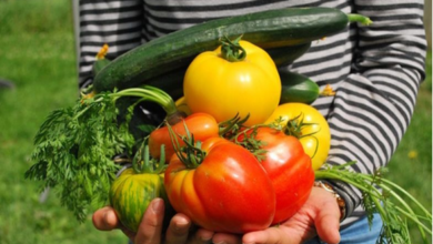 Cibo sano e sostenibile