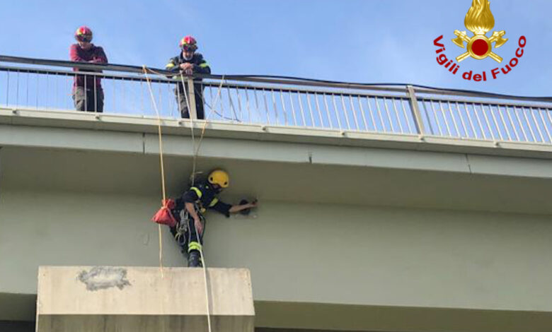 I Vigili del Fuoco in azione per liberare l'animale